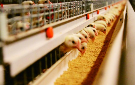 Palung pakan lebih lebar dan efisien