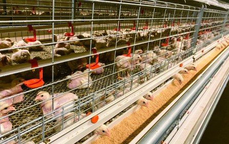 Rangka kandang modular tanpa baut